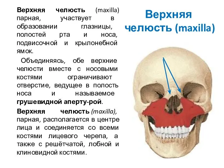 Верхняя челюсть (maxilla) Верхняя челюсть (maxilla) парная, участвует в образовании глазницы,