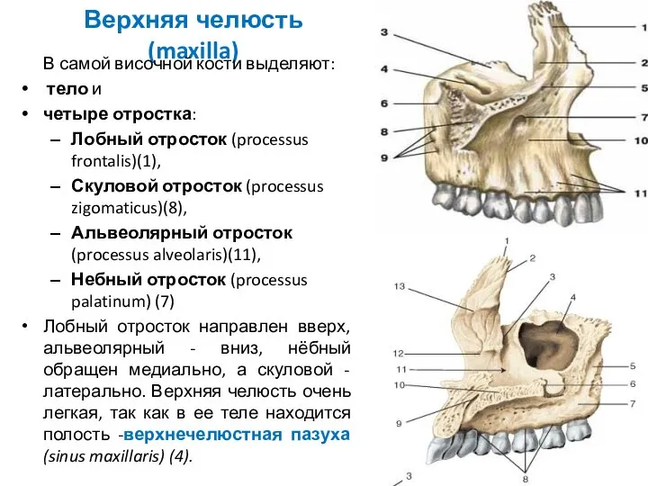 Верхняя челюсть (maxilla) В самой височной кости выделяют: тело и четыре