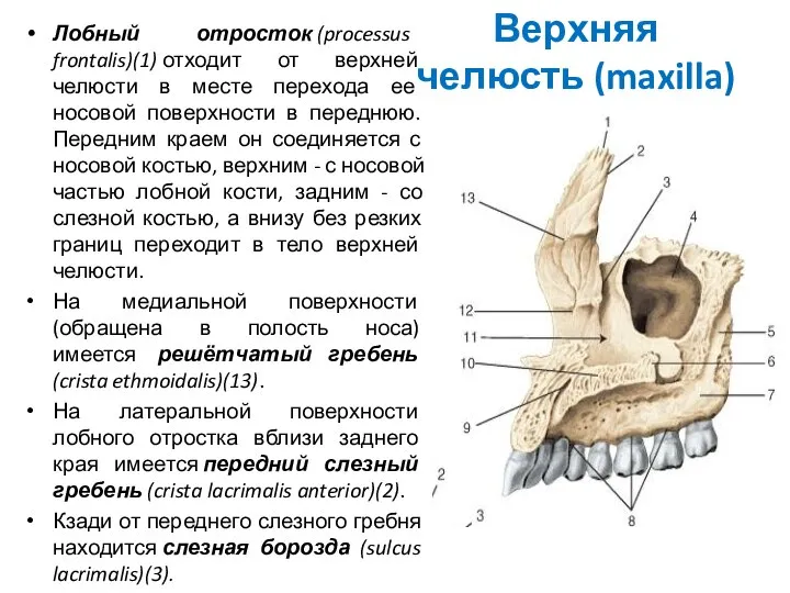 Верхняя челюсть (maxilla) Лобный отросток (processus frontalis)(1) отходит от верхней челюсти