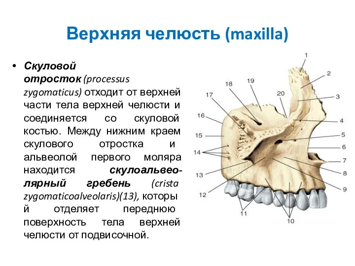 Верхняя челюсть (maxilla) Скуловой отросток (processus zygomaticus) отходит от верхней части