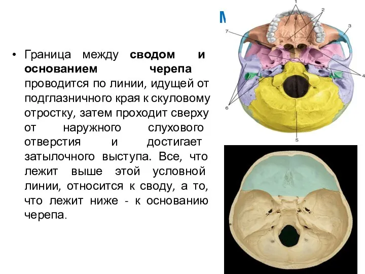Мозговой отдел черепа Граница между сводом и основанием черепа проводится по
