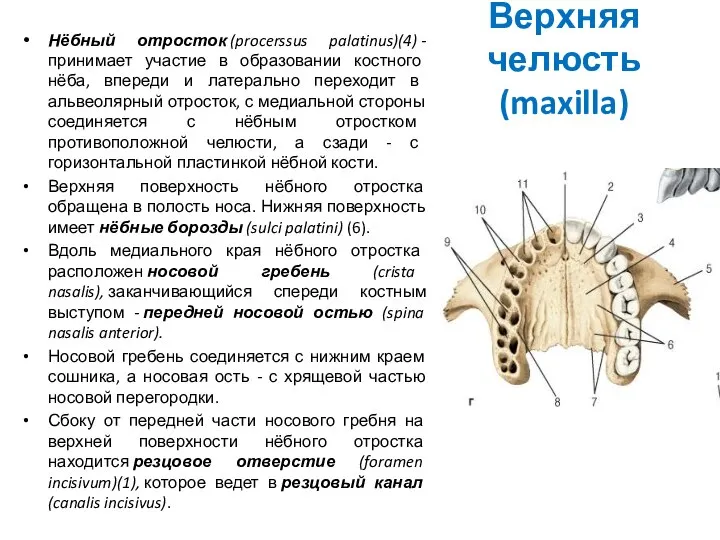 Верхняя челюсть (maxilla) Нёбный отросток (procerssus palatinus)(4) - принимает участие в