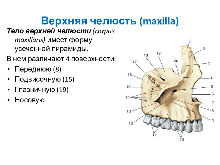 Верхняя челюсть (maxilla) Тело верхней челюсти (corpus maxillaris) имеет форму усеченной