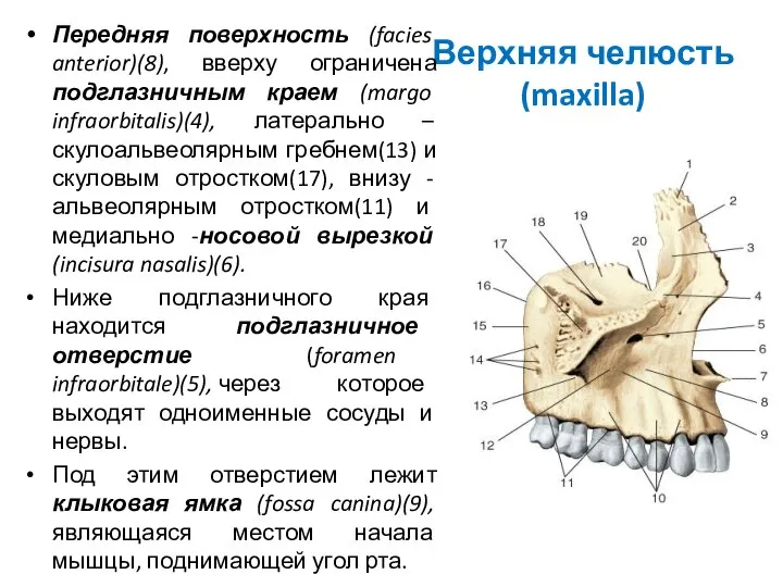 Верхняя челюсть (maxilla) Передняя поверхность (facies anterior)(8), вверху ограничена подглазничным краем