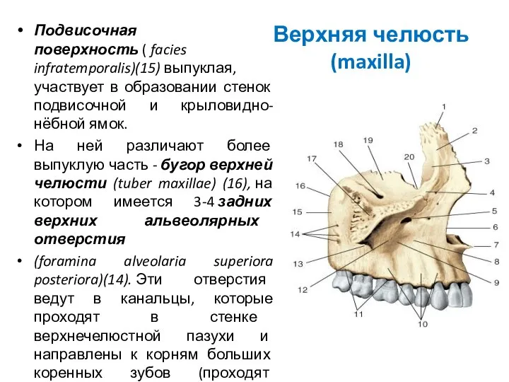 Верхняя челюсть (maxilla) Подвисочная поверхность ( facies infratemporalis)(15) выпуклая, участвует в