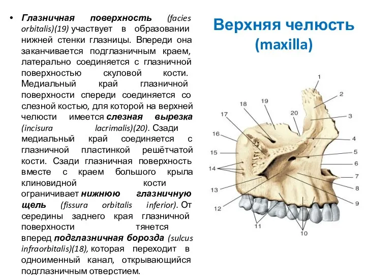Верхняя челюсть (maxilla) Глазничная поверхность (facies orbitalis)(19) участвует в образовании нижней