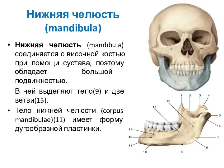 Нижняя челюсть (mandibula) Нижняя челюсть (mandibula) соединяется с височной костью при
