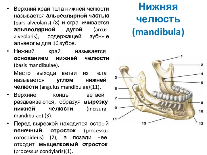 Нижняя челюсть (mandibula) Верхний край тела нижней челюсти называется альвеолярной частью