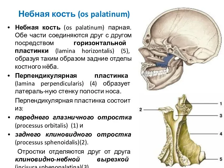 Небная кость (os palatinum) Небная кость (os palatinum) парная. Обе части