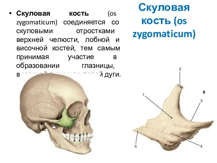 Скуловая кость (os zygomaticum) Скуловая кость (os zygomaticum) соединяется со скуловыми