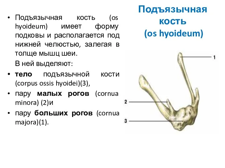 Подъязычная кость (os hyoideum) Подъязычная кость (os hyoideum) имеет форму подковы