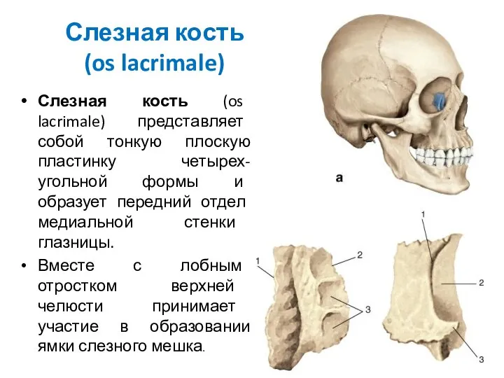 Слезная кость (os lacrimale) Слезная кость (os lacrimale) представляет собой тонкую