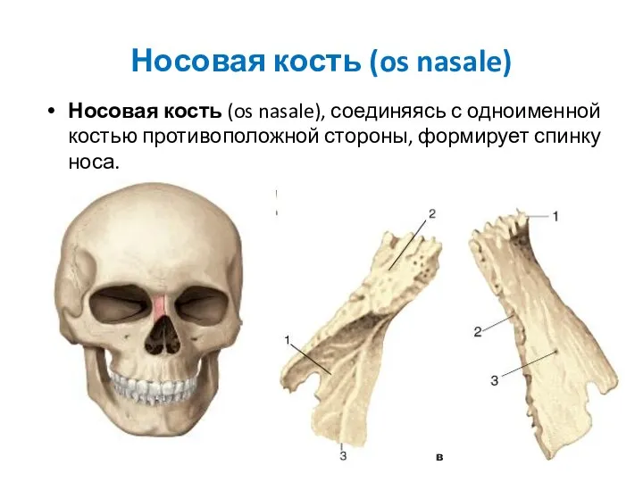 Носовая кость (os nasale) Носовая кость (os nasale), соединяясь с одноименной