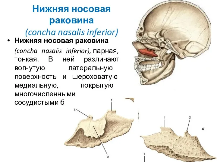 Нижняя носовая раковина (concha nasalis inferior) Нижняя носовая раковина (concha nasalis