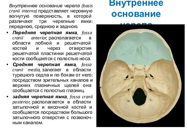 Внутреннее основание черепа Внутреннее основание черепа (basis cranii interna) представляет неровную
