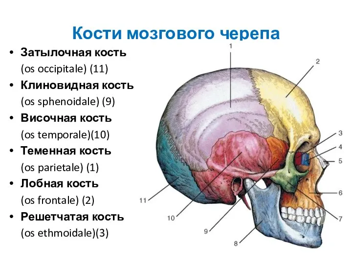 Кости мозгового черепа Затылочная кость (os occipitale) (11) Клиновидная кость (os