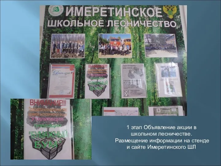 1 этап Объявление акции в школьном лесничестве. Размещение информации на стенде и сайте Имеретинского ШЛ