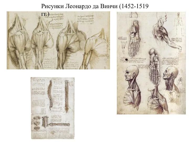 Рисунки Леонардо да Винчи (1452-1519 гг.)