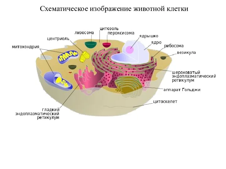 Схематическое изображение животной клетки