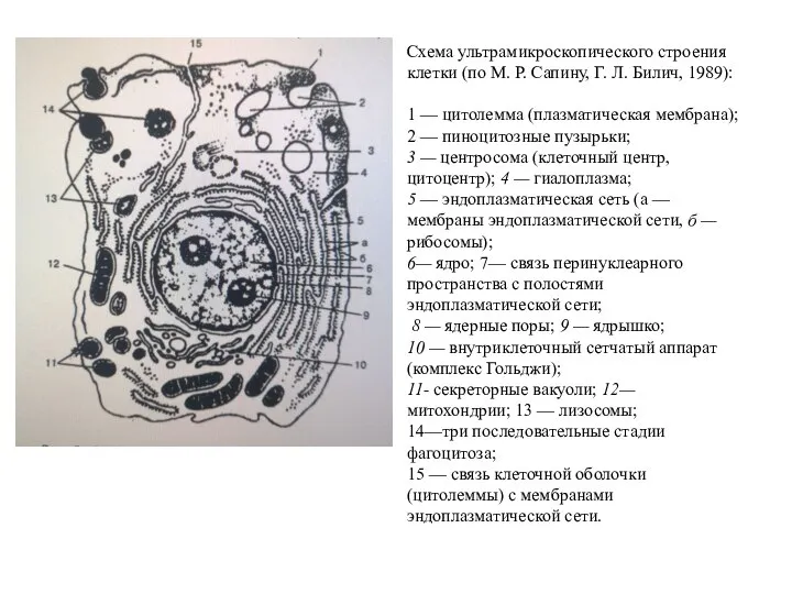 Схема ультрамикроскопического строения клетки (по М. Р. Сапину, Г. Л. Билич,