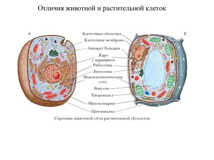 Отличия животной и растительной клеток