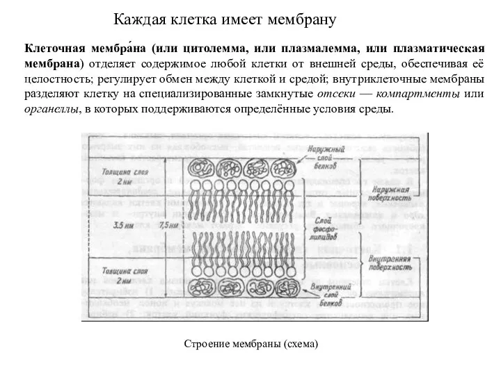 Каждая клетка имеет мембрану Клеточная мембра́на (или цитолемма, или плазмалемма, или