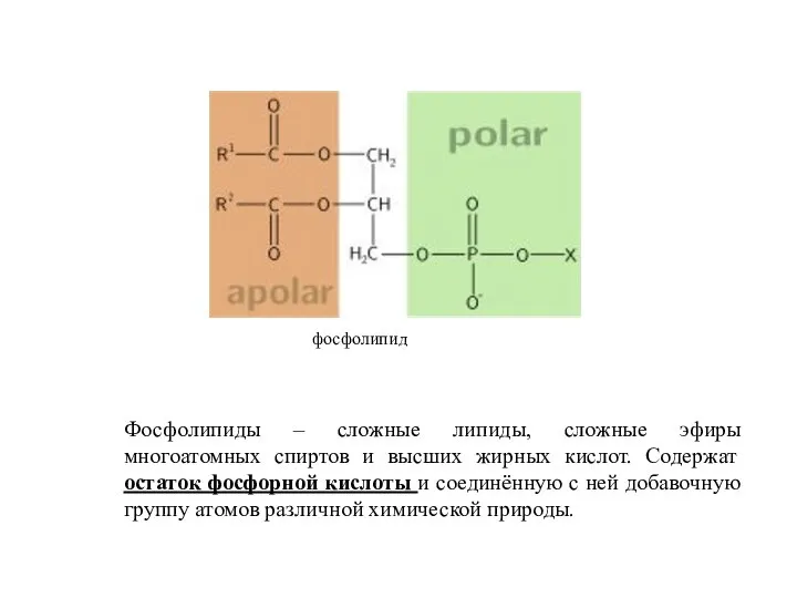фосфолипид Фосфолипиды – сложные липиды, сложные эфиры многоатомных спиртов и высших
