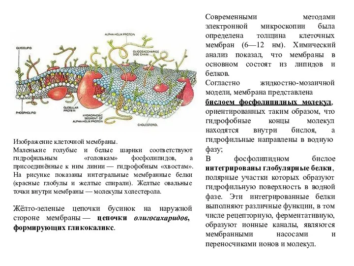 Изображение клеточной мембраны. Маленькие голубые и белые шарики соответствуют гидрофильным «головкам»