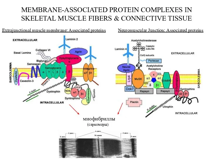 MEMBRANE-ASSOCIATED PROTEIN COMPLEXES IN SKELETAL MUSCLE FIBERS & CONNECTIVE TISSUE Extrajunctional