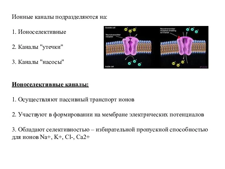 Ионные каналы подразделяются на: 1. Ионоселективные 2. Каналы "утечки" 3. Каналы