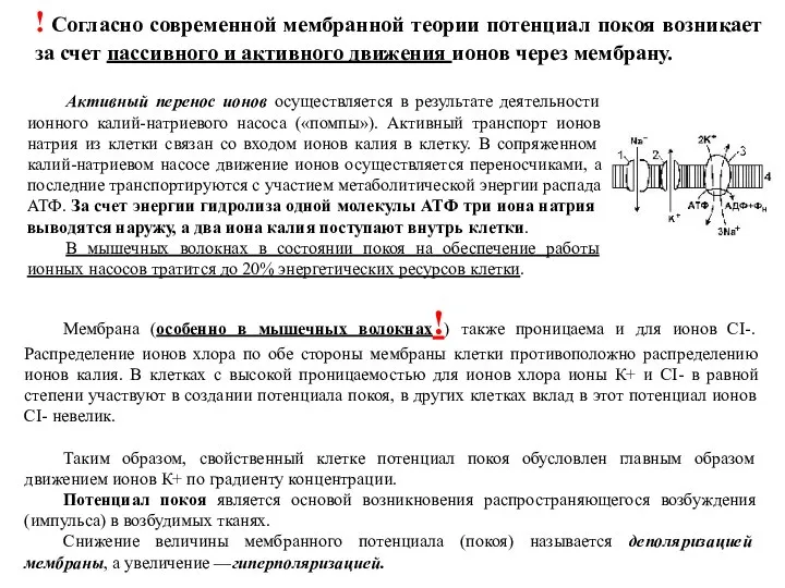 Активный перенос ионов осуществляется в результате деятельности ионного калий-натриевого насоса («помпы»).