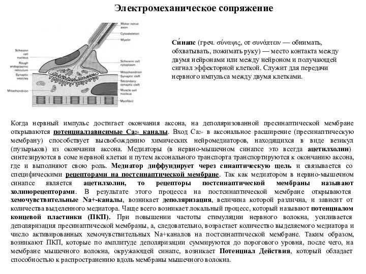 Когда нервный импульс достигает окончания аксона, на деполяризованной пресинаптической мембране открываются