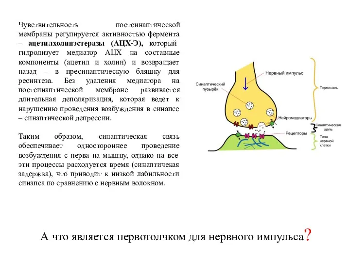 Чувствительность постсинаптической мембраны регулируется активностью фермента – ацетилхолинэстеразы (АЦХ-Э), который гидролизует