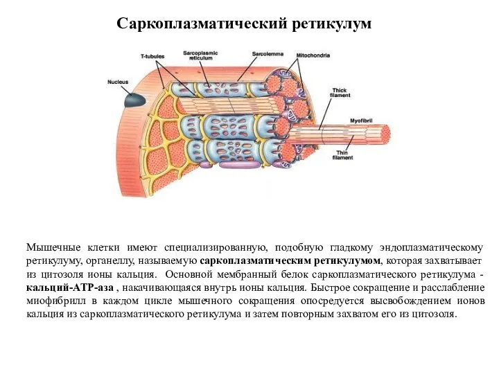 Саркоплазматический ретикулум Мышечные клетки имеют специализированную, подобную гладкому эндоплазматическому ретикулуму, органеллу,