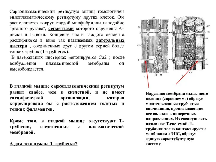 Саркоплазматический ретикулум мышц гомологичен эндоплазматическому ретикулуму других клеток. Он располагается вокруг