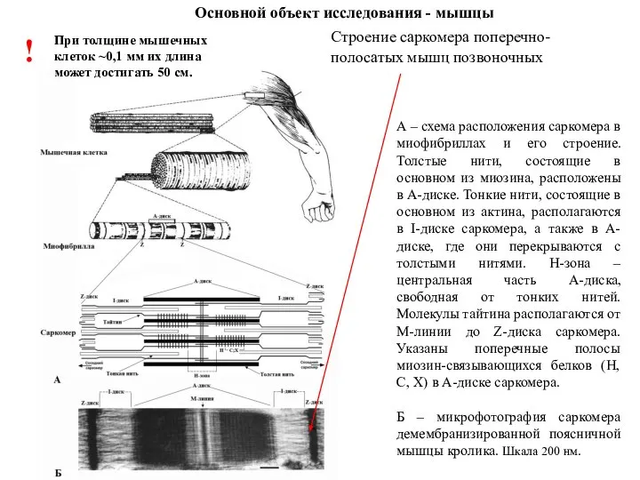 А – схема расположения саркомера в миофибриллах и его строение. Толстые