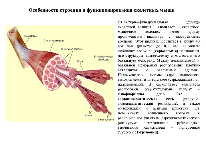 Структурно-функциональная единица скелетной мышцы - симпласт - скелетное мышечное волокно, имеет