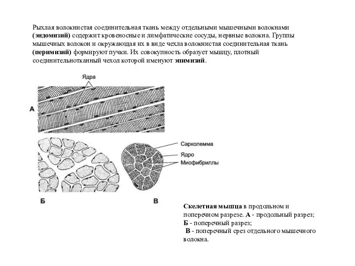 Рыхлая волокнистая соединительная ткань между отдельными мышечными волокнами (эндомизий) содержит кровеносные