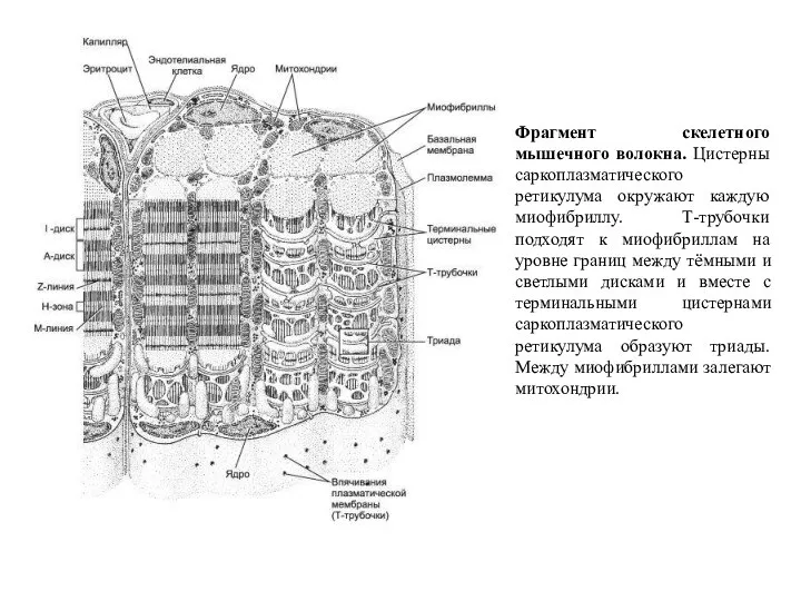Фрагмент скелетного мышечного волокна. Цистерны саркоплазматического ретикулума окружают каждую миофибриллу. Т-трубочки