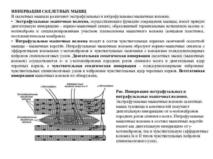 ИННЕРВАЦИЯ СКЕЛЕТНЫХ МЫШЦ В скелетных мышцах различают экстрафузальные и интрафузальные мышечные