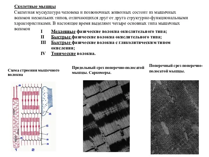 Схема строения мышечного волокна Продольный срез поперечно-полосатой мышцы. Саркомеры. Поперечный срез