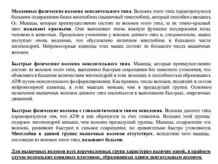 Медленные фазические волокна окислительного типа. Волокна этого типа характеризуются большим содержанием