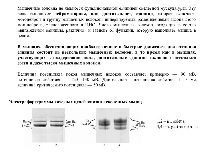 Мышечные волокна не являются функциональной единицей скелетной мускулатуры. Эту роль выполняет