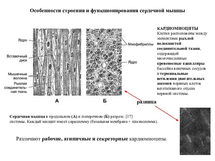 КАРДИОМИОЦИТЫ Клетки расположены между элементами рыхлой волокнистой соединительной ткани, содержащей многочисленные