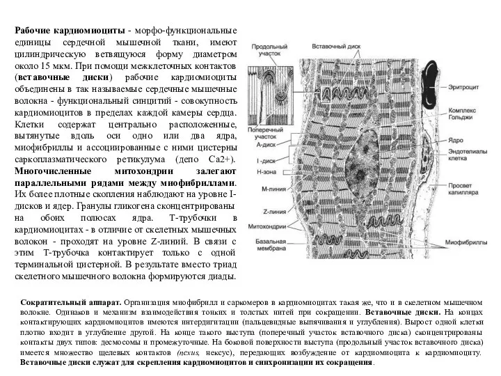 Рабочие кардиомиоциты - морфо-функциональные единицы сердечной мышечной ткани, имеют цилиндрическую ветвящуюся