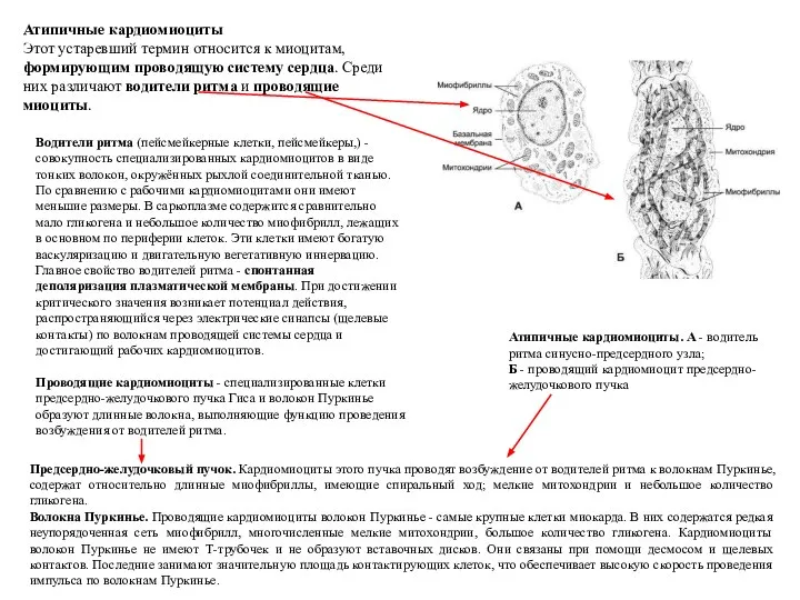 Водители ритма (пейсмейкерные клетки, пейсмейкеры,) - совокупность специализированных кардиомиоцитов в виде