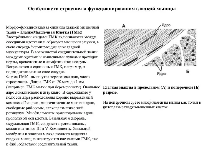 Морфо-функциональная единица гладкой мышечной ткани – ГладкоМышечная Клетка (ГМК). Заострёнными концами