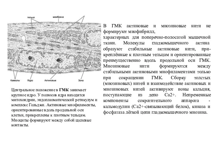 Центральное положение в ГМК занимает крупное ядро. У полюсов ядра находятся