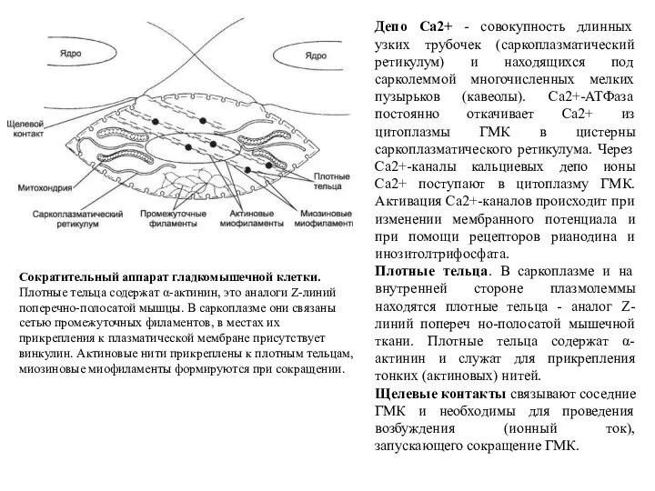 Сократительный аппарат гладкомышечной клетки. Плотные тельца содержат α-актинин, это аналоги Z-линий