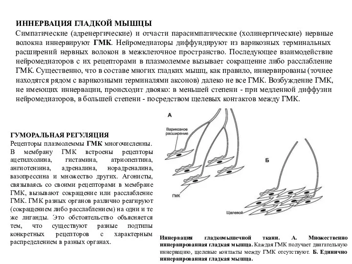 ИННЕРВАЦИЯ ГЛАДКОЙ МЫШЦЫ Симпатические (адренергические) и отчасти парасимпатические (холинергические) нервные волокна